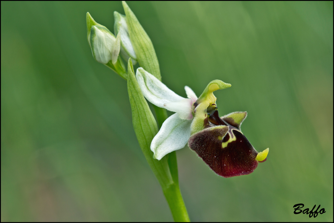 Ophrys holosericea subsp. holosericea (Burm.f.) Greutern -